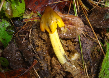 Schwärzender Saftling (Hygrocybe conica) - © Bernard Wieser